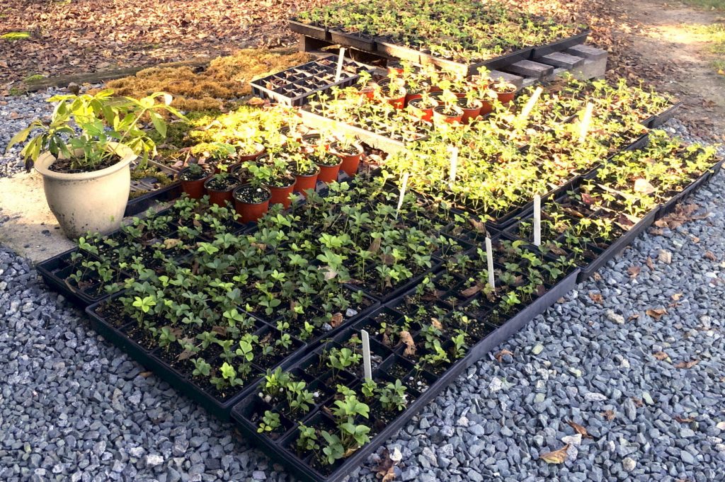 Specialty Client Nursery and Contract Growing of Rare and Unusual Plants